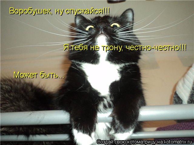 Котоматрица: Воробушек, ну спускайся!!! Я тебя не трону, честно-честно!!! Может быть...