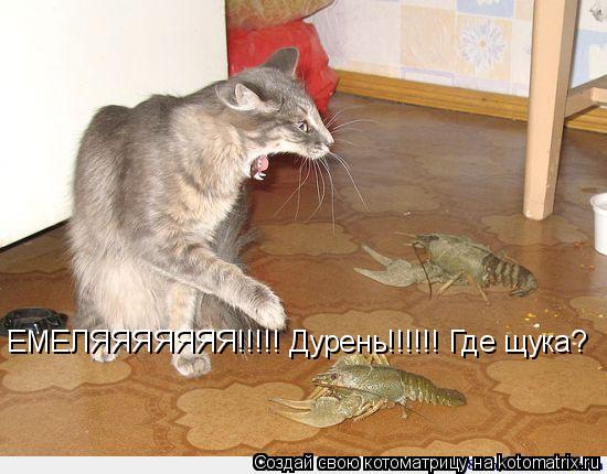 Котоматрица: ЕМЕЛЯЯЯЯЯЯЯ!!!!! Дурень!!!!!! Где щука?