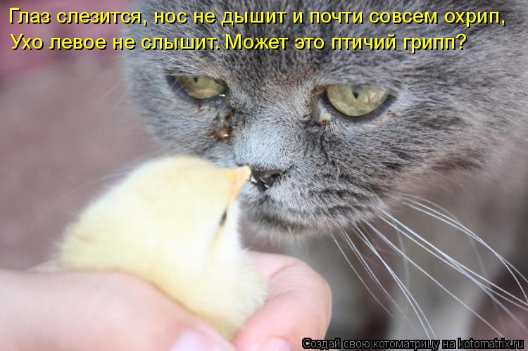 Котоматрица: Глаз слезится, нос не дышит и почти совсем охрип,  Ухо левое не слышит. Может это птичий грипп?