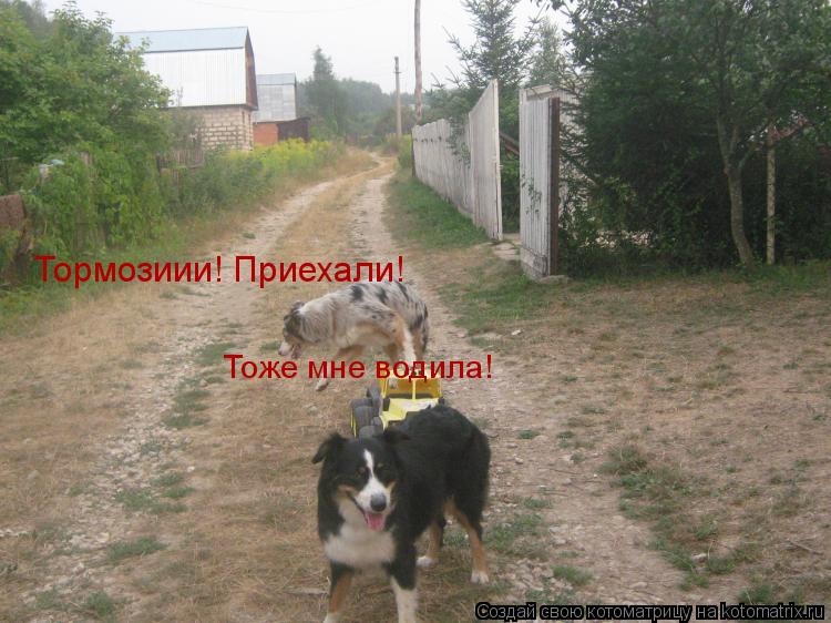 Котоматрица: Тормозиии! Приехали!  Тоже мне водила!