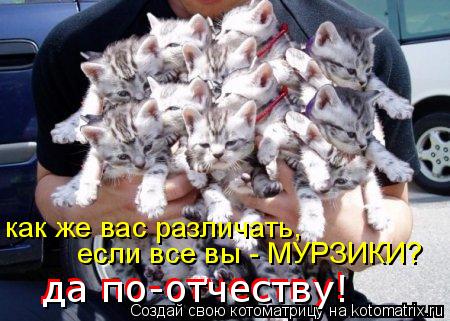 Котоматрица: как же вас различать,  если все вы - МУРЗИКИ? да по-отчеству! да по-отчеству!