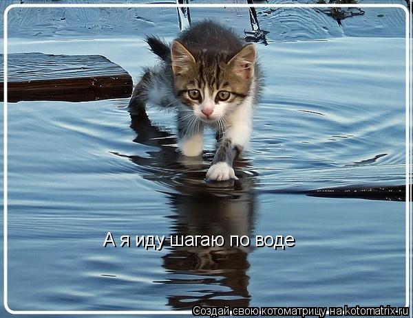 Котоматрица: А я иду шагаю по воде