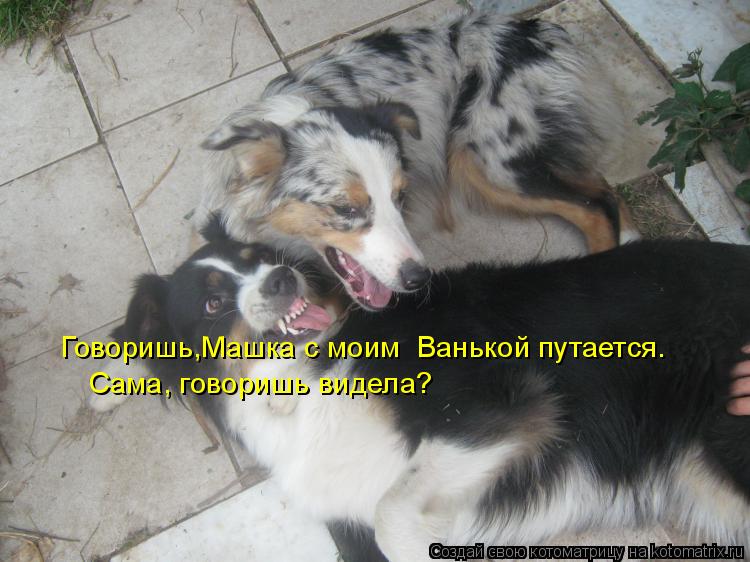Котоматрица: Говоришь,Машка с моим  Ванькой путается. Сама, говоришь видела?