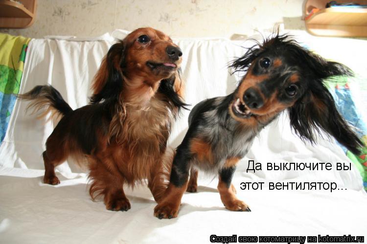 Да выключите вы этот вентилятор...... Котоматрица: Да выключите вы этот вентилятор...