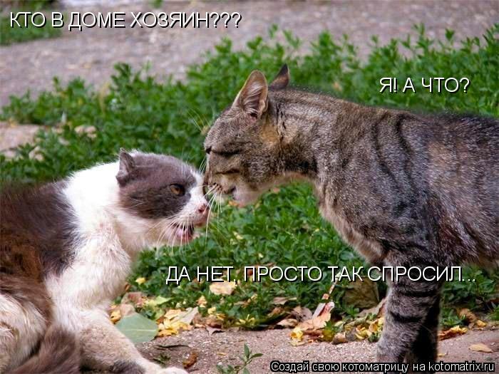 Котоматрица: КТО В ДОМЕ ХОЗЯИН??? Я! А ЧТО? ДА НЕТ, ПРОСТО ТАК СПРОСИЛ...