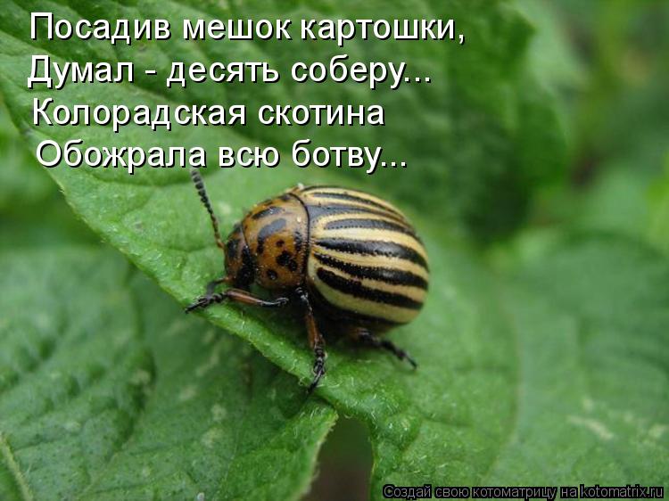 Посадив мешок картошки, Колорадская скотина Обожрала всю ботву... Думал - десять соберу...... Котоматрица: Посадив мешок картошки, Колорадская скотина Обожрала всю ботву... Думал - десять соберу...