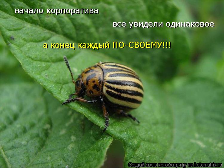 Котоматрица: все увидели одинаковое начало корпоратива а конец каждый ПО-СВОЕМУ!!!