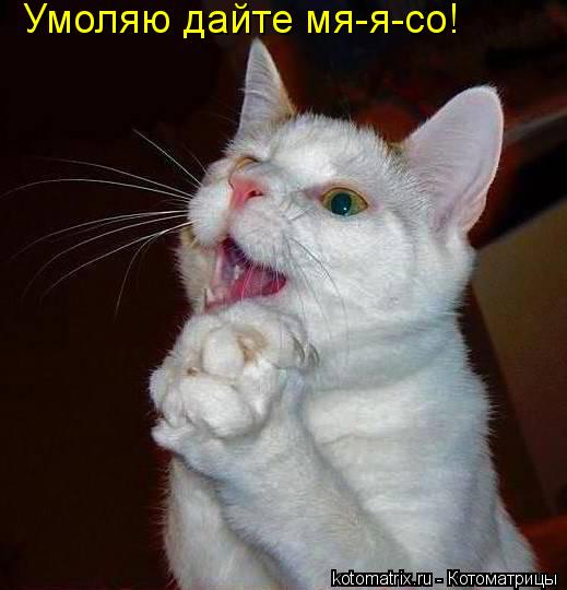 Умоляю дайте мя-я-со! Умоляю дайте мя-я-со! Умоляю дайте мя-я-со!... Котоматрица: Умоляю дайте мя-я-со! Умоляю дайте мя-я-со! Умоляю дайте мя-я-со!