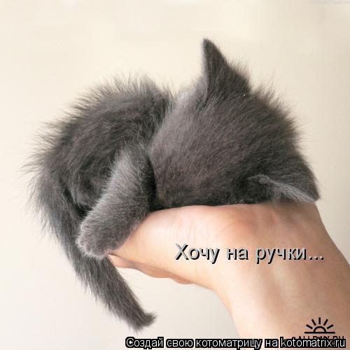 Хочу на ручки...... Котоматрица: Хочу на ручки...