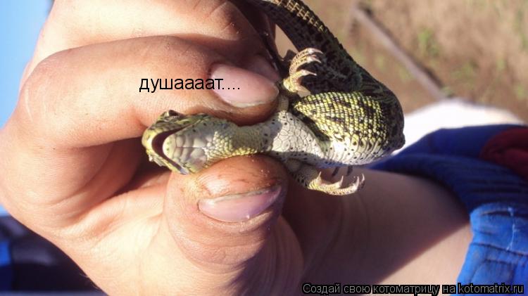 душаааат....... Котоматрица: душаааат....