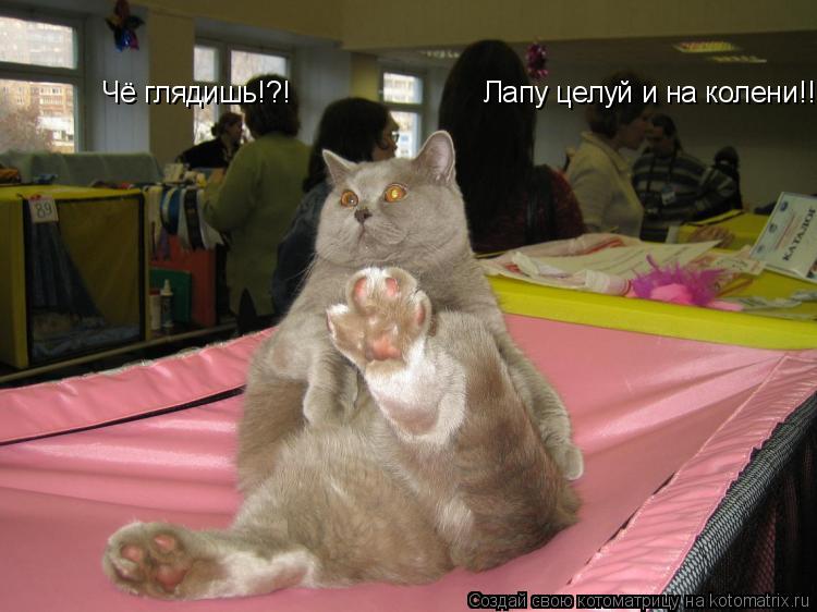 Котоматрица: Чё глядишь!?!                        Лапу целуй и на колени!!!
