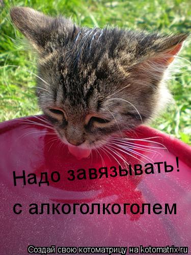 Котоматрица: Надо завязывать! с алкоголкоголем