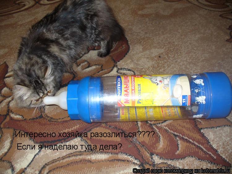 Котоматрица: Интересно хозяйка разозлиться???? Если я наделаю туда дела?