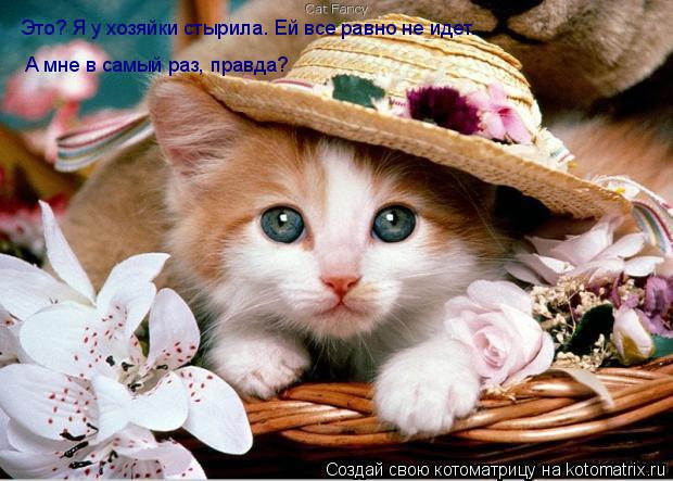 Это? Я у хозяйки стырила. Ей все равно не идет. А мне в самый раз, правда?... Котоматрица: Это? Я у хозяйки стырила. Ей все равно не идет. А мне в самый раз, правда?