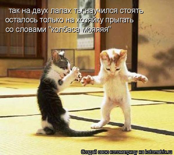 Котоматрица: так на двух лапах ты научился стоять  осталось только на хозяйку прыгать  со словами "колбаса мояяяя"
