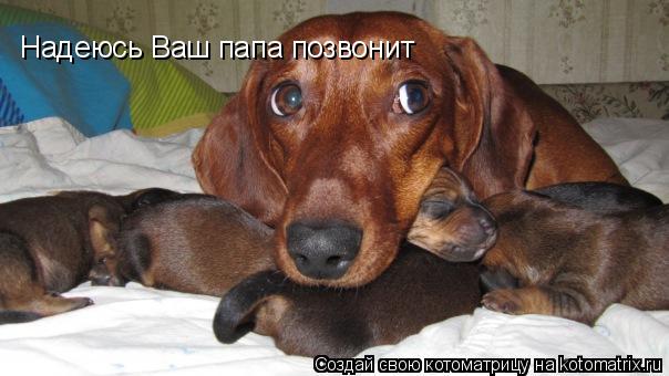 Котоматрица: Надеюсь Вашт папа позвонит Надеюсь Ваш папа позвонит