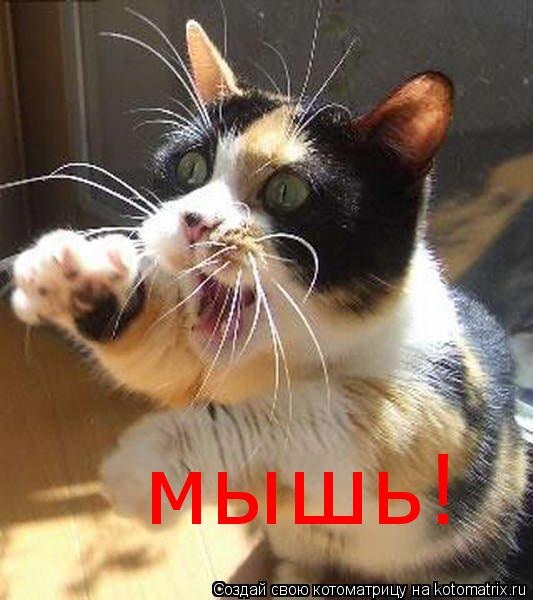 Котоматрица: мышь!