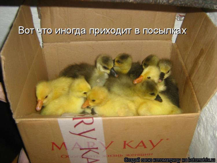 Котоматрица: Вот что иногда приходит в посылках