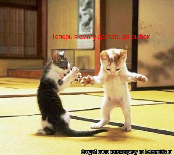 Котоматрица: Теперь я смогу достать до рыбок