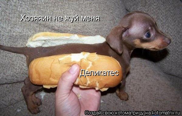 Котоматрица: Хозяяин не жуй меня Деликатес