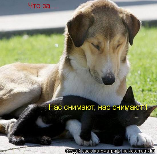 Что за.... Нас снимают, нас снимают!!... Котоматрица: Что за.... Нас снимают, нас снимают!!