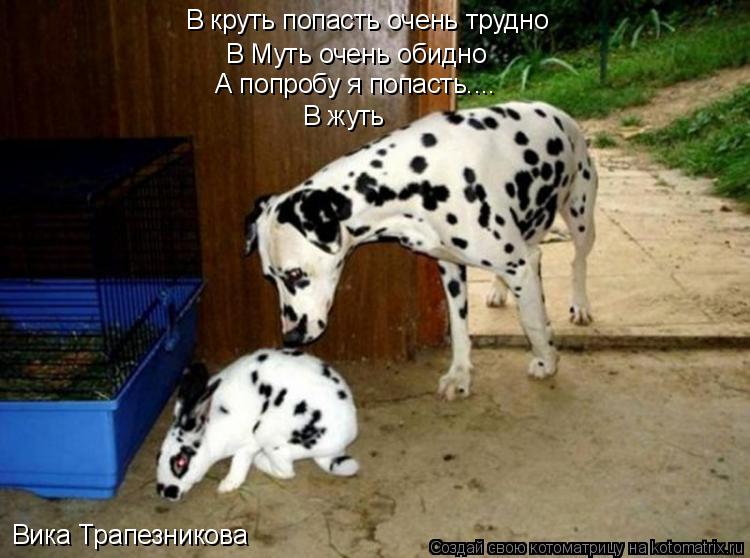 В круть попасть очень трудно В Муть очень обидно А попробу я попасть.... В жуть Вика Трапезникова... Котоматрица: В круть попасть очень трудно В Муть очень обидно А попробу я попасть.... В жуть Вика Трапезникова