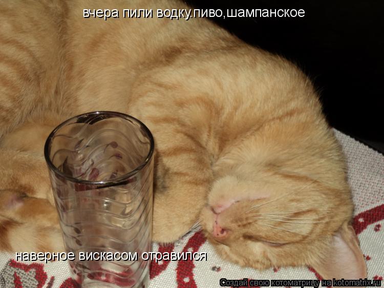 вчера пили водку.пиво,шампанское наверное вискасом отравился... Котоматрица: вчера пили водку.пиво,шампанское наверное вискасом отравился