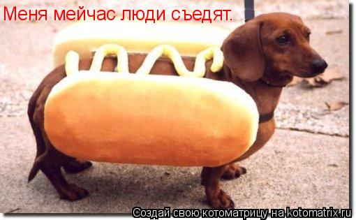 Меня мейчас люди съедят.... Котоматрица: Меня мейчас люди съедят.