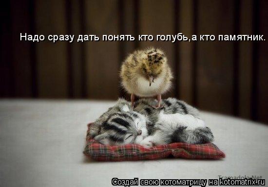 Надо сразу дать понять кто голубь,а кто памятник.... Котоматрица: Надо сразу дать понять кто голубь,а кто памятник.