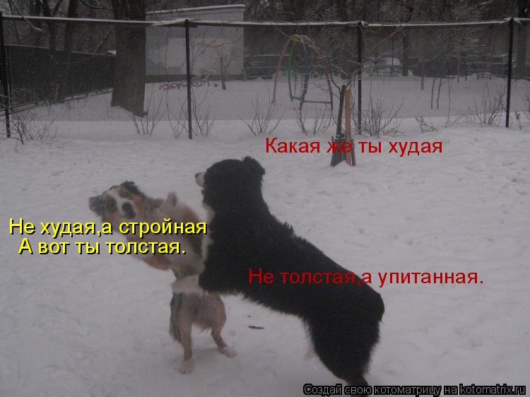 Какая же ты худая Не толстая,а упитанная. Не худая,а стройная А вот ты толстая.... Котоматрица: Какая же ты худая Не толстая,а упитанная. Не худая,а стройная А вот ты толстая.