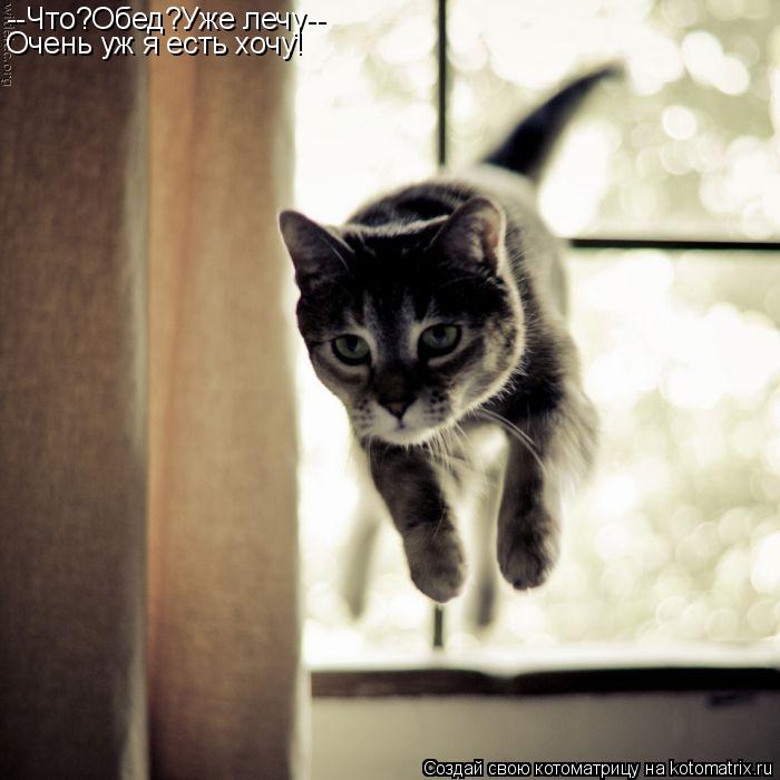 --Что?Обед?Уже лечу-- Очень уж я есть хочу!... Котоматрица: --Что?Обед?Уже лечу-- Очень уж я есть хочу!