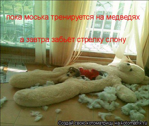 пока моська тренируется на медведях а завтра забьёт стрелку слону... Котоматрица: пока моська тренируется на медведях а завтра забьёт стрелку слону