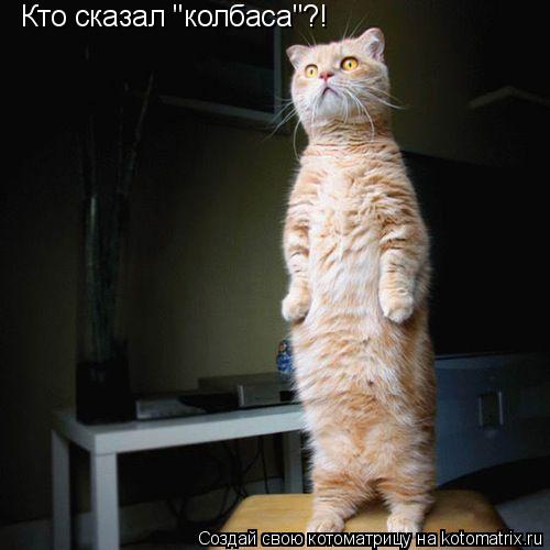 Кто сказал "колбаса"?!... Котоматрица: Кто сказал "колбаса"?!