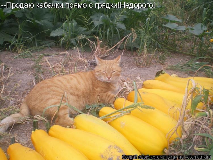 --Продаю кабачки прямо с грядки!Недорого!... Котоматрица: --Продаю кабачки прямо с грядки!Недорого!