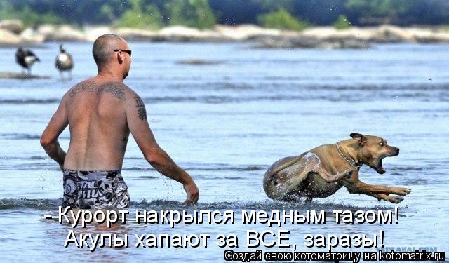 - Курорт накрылся медным тазом! Акулы хапают за ВСЕ, заразы!... Котоматрица: - Курорт накрылся медным тазом! Акулы хапают за ВСЕ, заразы!