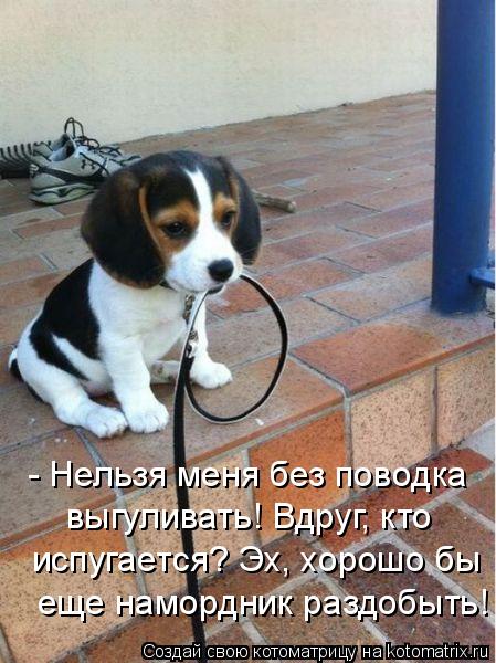 - Нельзя меня без поводка выгуливать! Вдруг, кто испугается? Эх, хорошо бы еще намордник раздобыть!... Котоматрица: - Нельзя меня без поводка выгуливать! Вдруг, кто испугается? Эх, хорошо бы еще намордник раздобыть!
