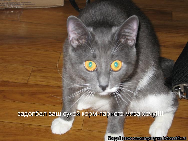 Котоматрица: задолбал ваш сухой корм-парного мяса хочу!!!!