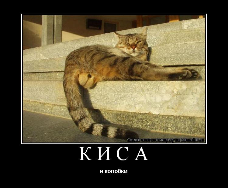 Котоматрица: Киса и колобки