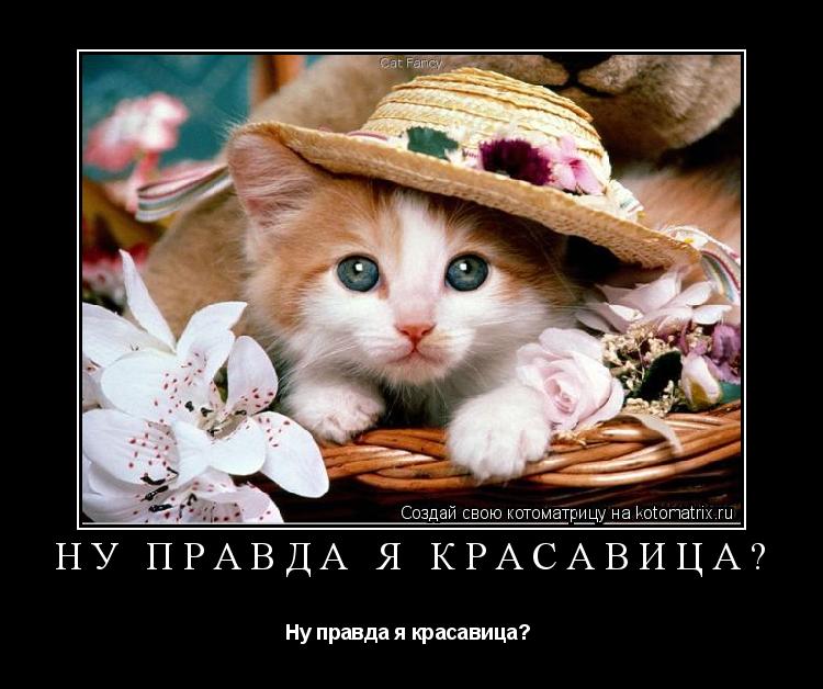 Котоматрица: Ну правда я красавица?  Ну правда я красавица? 