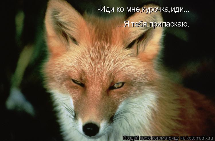 -Иди ко мне,курочка,иди... ...Я тебя приласкаю.... Котоматрица: -Иди ко мне,курочка,иди... ...Я тебя приласкаю.