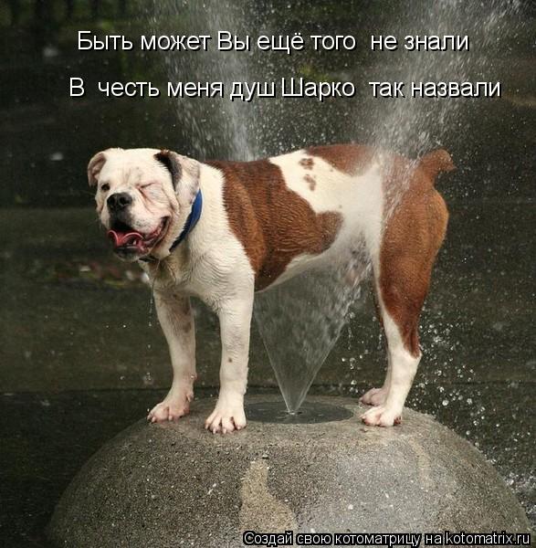 Быть может Вы ещё того не знали В честь меня душ Шарко так назвали... Котоматрица: Быть может Вы ещё того не знали В честь меня душ Шарко так назвали