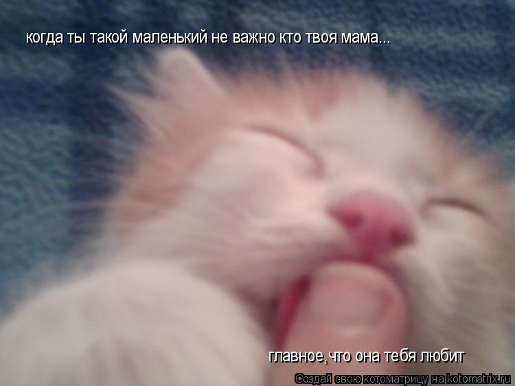 когда ты такой маленький не важно кто твоя мама... главное,что она тебя любит... Котоматрица: когда ты такой маленький не важно кто твоя мама... главное,что она тебя любит