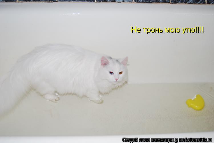 Не тронь мою утю!!!!... Котоматрица: Не тронь мою утю!!!!
