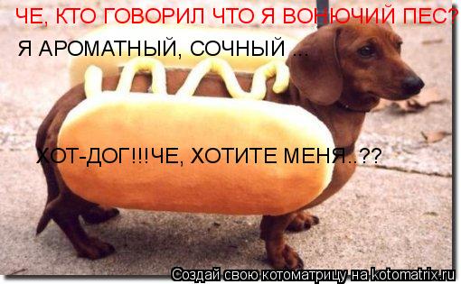 Котоматрица: ЧЕ, КТО ГОВОРИЛ ЧТО Я ВОНЮЧИЙ ПЕС? Я ОРОМАТНЫЙ, СОЧНЫЙ ... Я АРОМАТНЫЙ, СОЧНЫЙ ... ХОТ-ДОГ!!!ЧЕ, ХОТИТЕ МЕНЯ..??