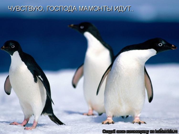 Котоматрица: ЧУВСТВУЮ, ГОСПОДА МАМОНТЫ ИДУТ..