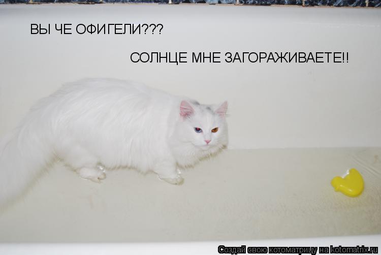 Котоматрица: ВЫ ЧЕ ОФИГЕЛИ??? СОЛНЦЕ МНЕ ЗАГОРАЖИВАЕТЕ!!