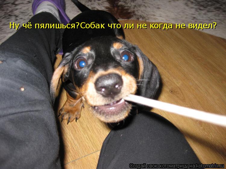 Котоматрица: Ну чё пялишься?Собак что ли не когда не видел?