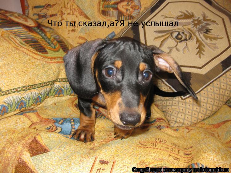 Что ты сказал,а?Я не услышал... Котоматрица: Что ты сказал,а?Я не услышал
