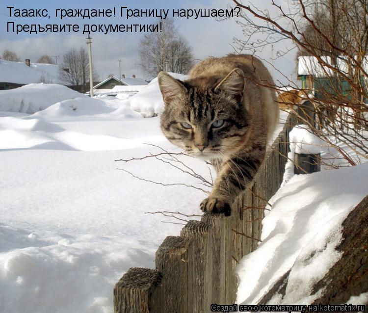 Котоматрица: Тааакс, граждане! Границу нарушаем? Предъявите документики!