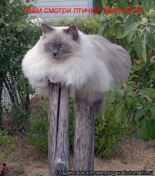 Котоматрица: Мам смотри птичка прилетела